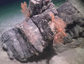 Squat lobster - Schmidt Ocean Institute
