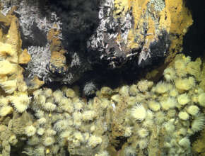 Vent fauna - Schmidt Ocean Institute