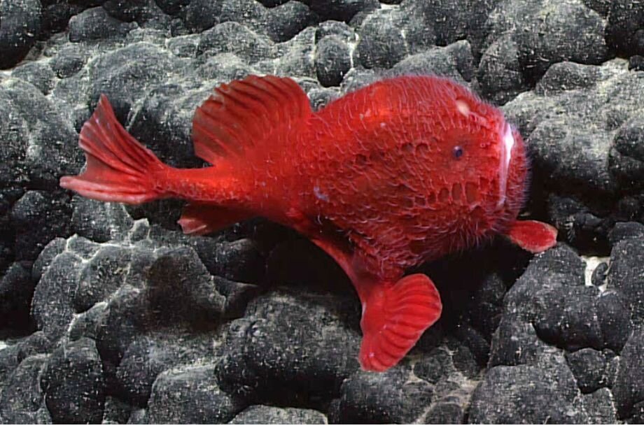 Together we can stop deep-sea mining