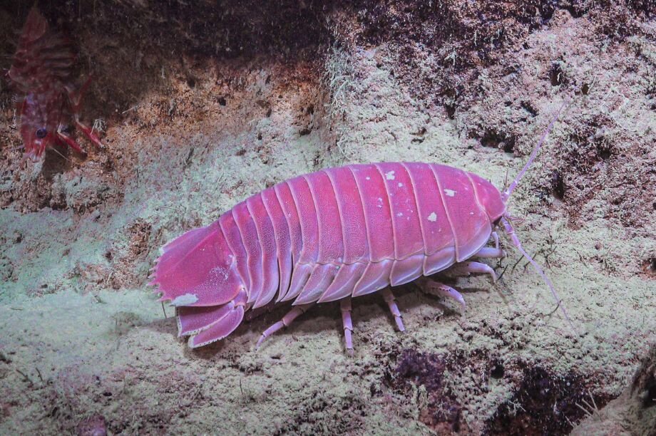 Together we can stop deep-sea mining