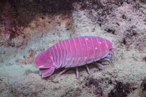 The Pink Isopod