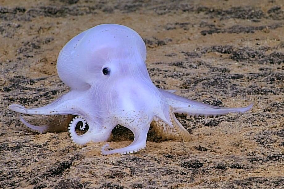 Together we can stop deep-sea mining