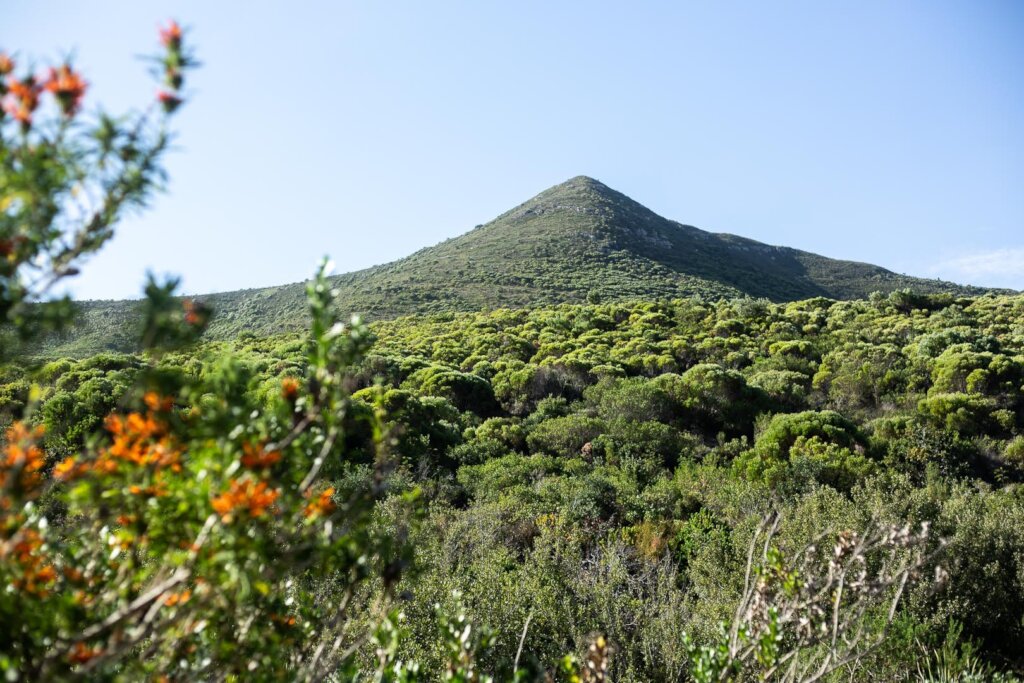 Restore Forest Ecosystems In Sub-Saharan Africa