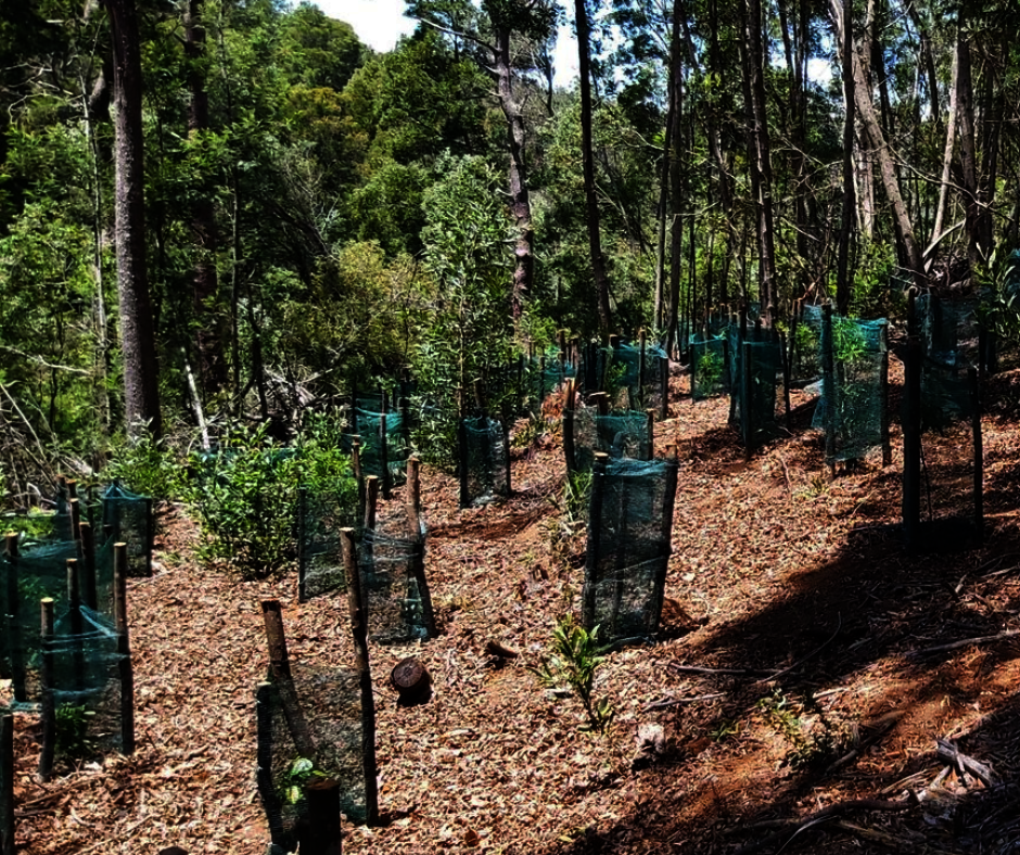 Restore Forest Ecosystems In Sub-Saharan Africa