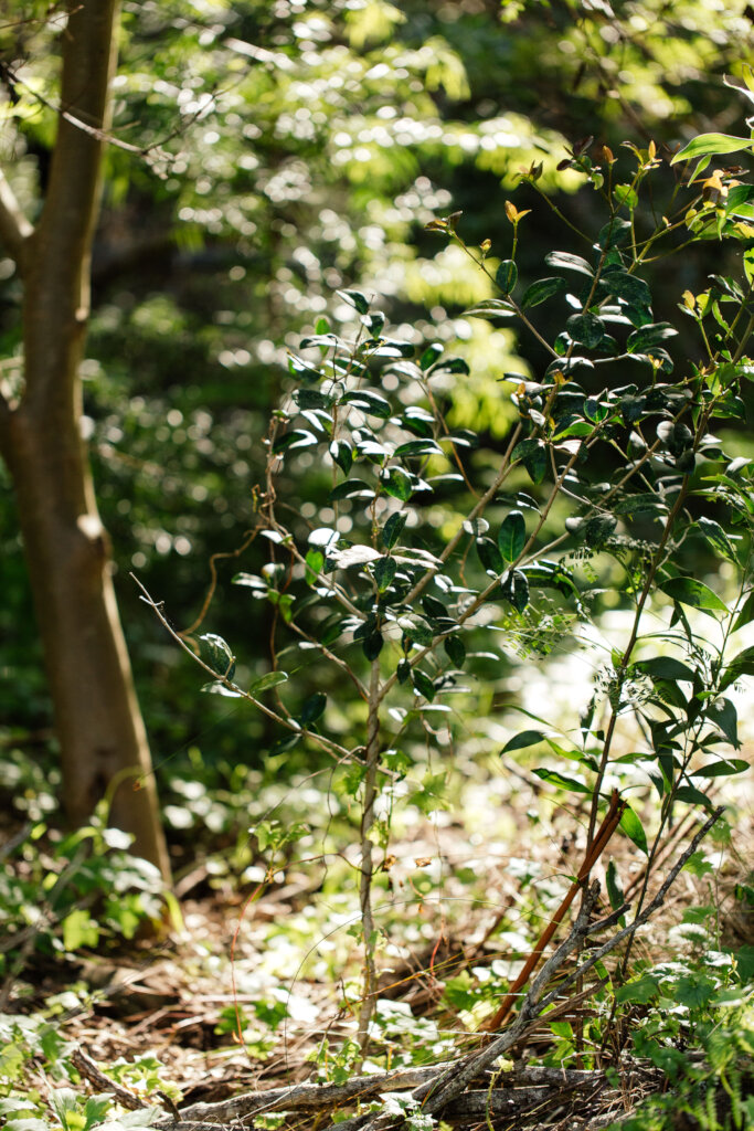 Restore Forest Ecosystems In Sub-Saharan Africa