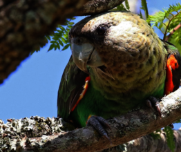 Misbelt Forest - We are protecting the Cape Parrot