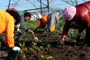 Our Farmers