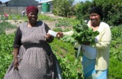 Micro-farming among the poor Cape Town