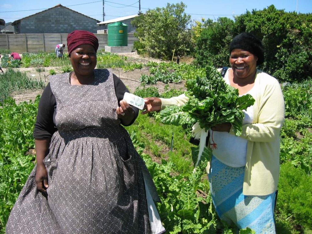 Micro-farming among the poor Cape Town