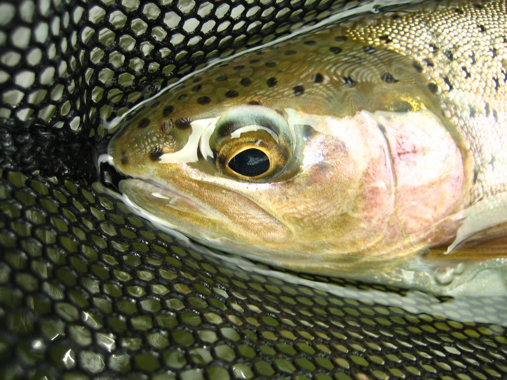 Oregon is home to world-class wild fish