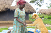 Stop Animal Abuse in West Africa