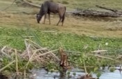 Generosity, voice of biodiversity in the DRC