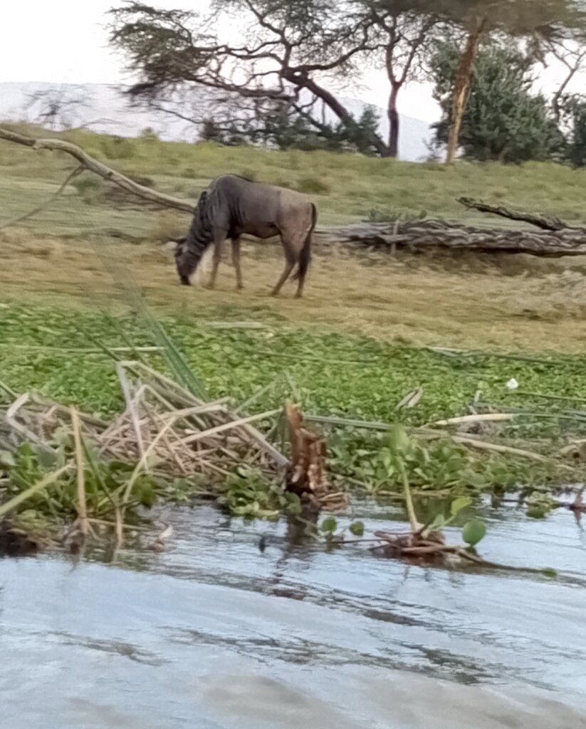 Generosity, voice of biodiversity in the DRC
