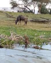 Generosity, voice of biodiversity in the DRC