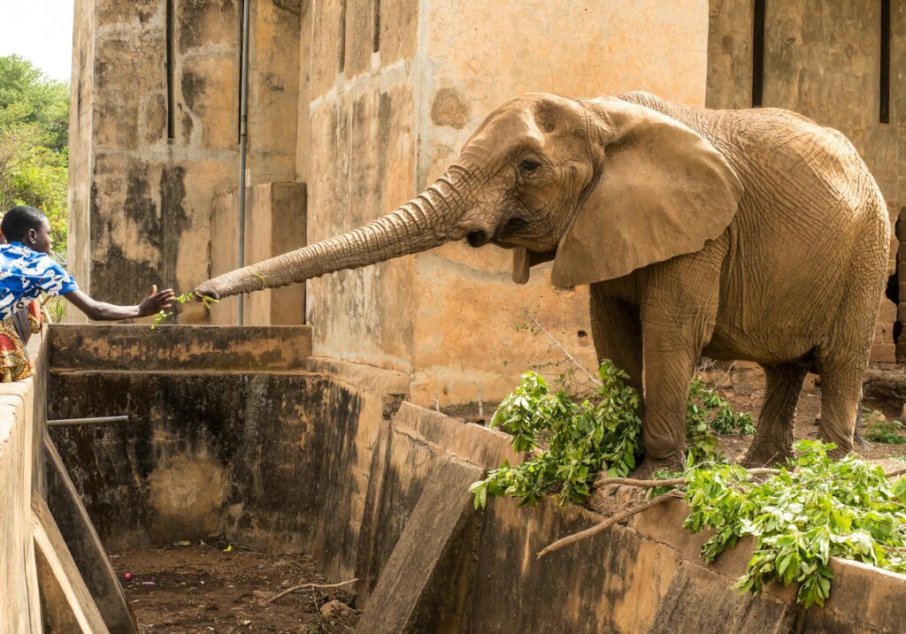 Save Nigeria's Last Zoo Elephants