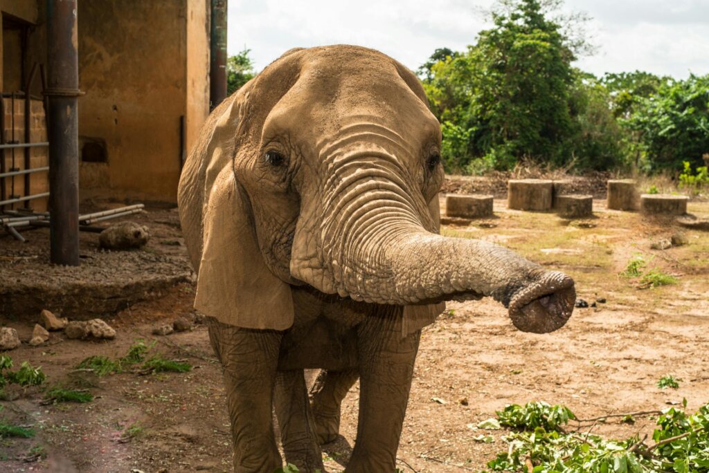 Save Nigeria's Last Zoo Elephants