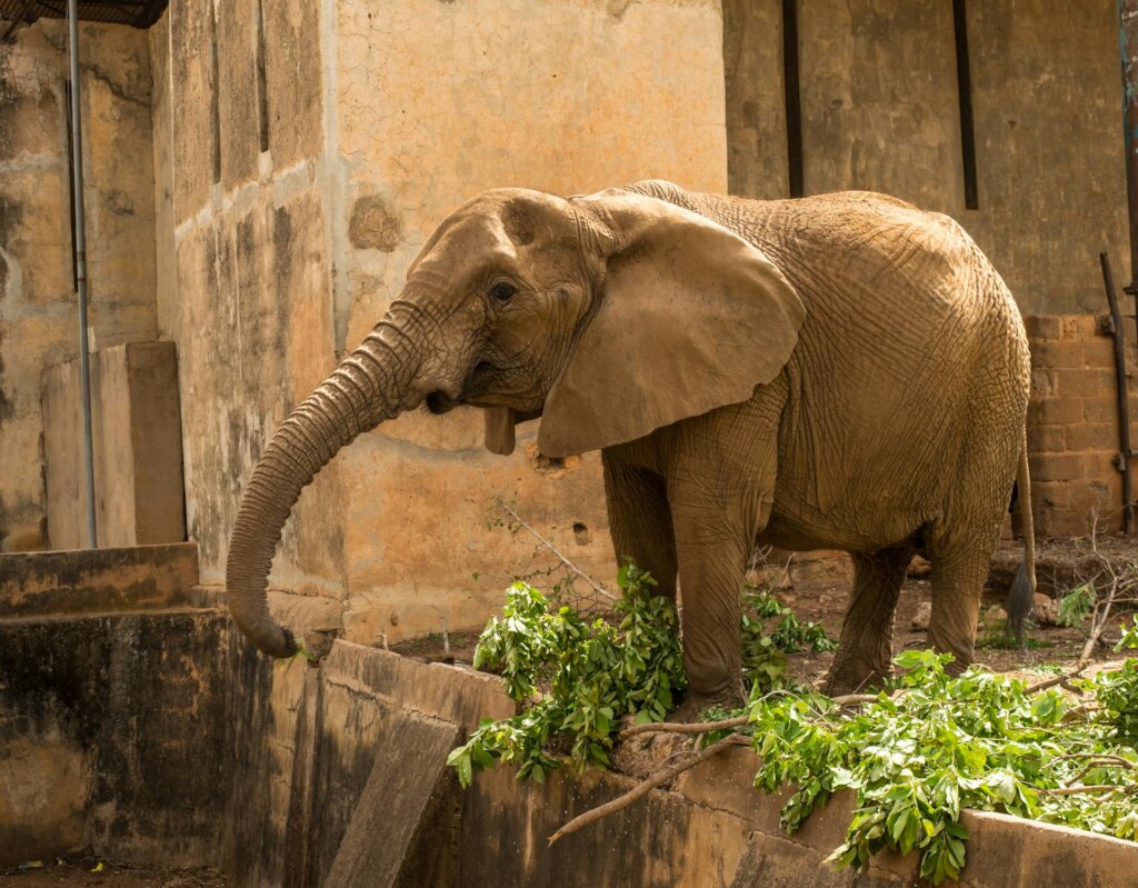 Save Nigeria's Last Zoo Elephants
