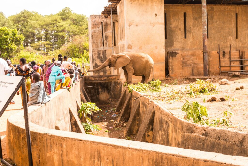 Save Nigeria's Last Zoo Elephants