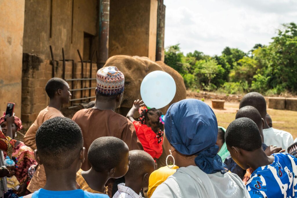 Save Nigeria's Last Zoo Elephants