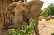 Save Nigeria's Last Zoo Elephants