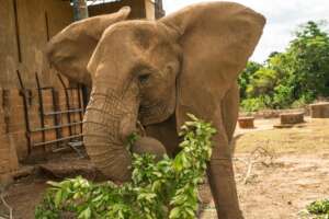 Save Nigeria's Last Zoo Elephants
