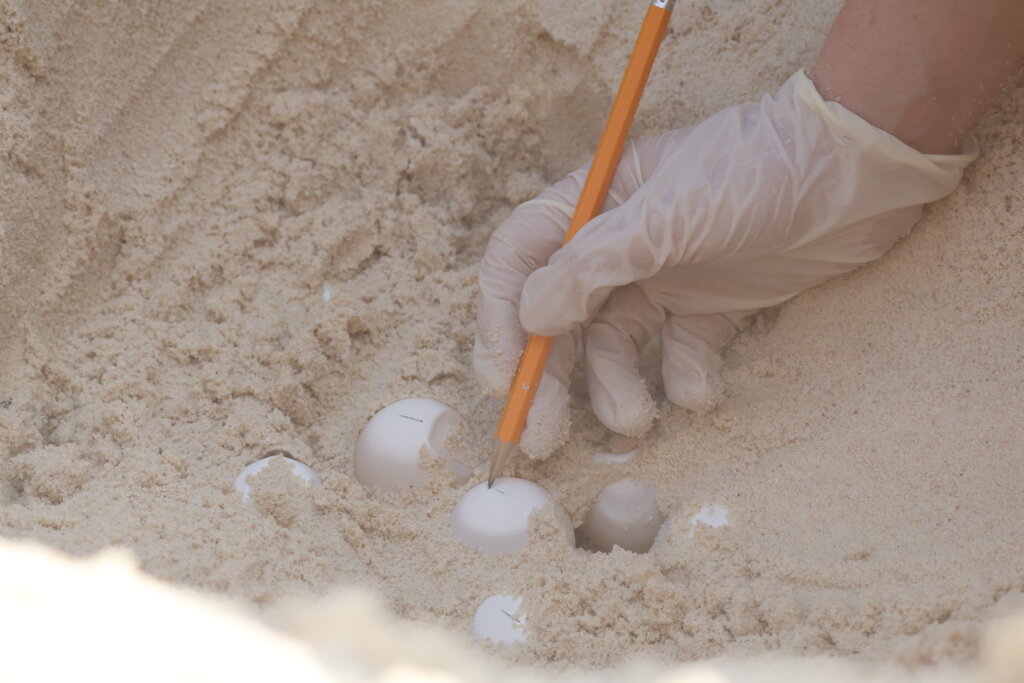 Protect Sea Turtles & Ecosystems in Seychelles