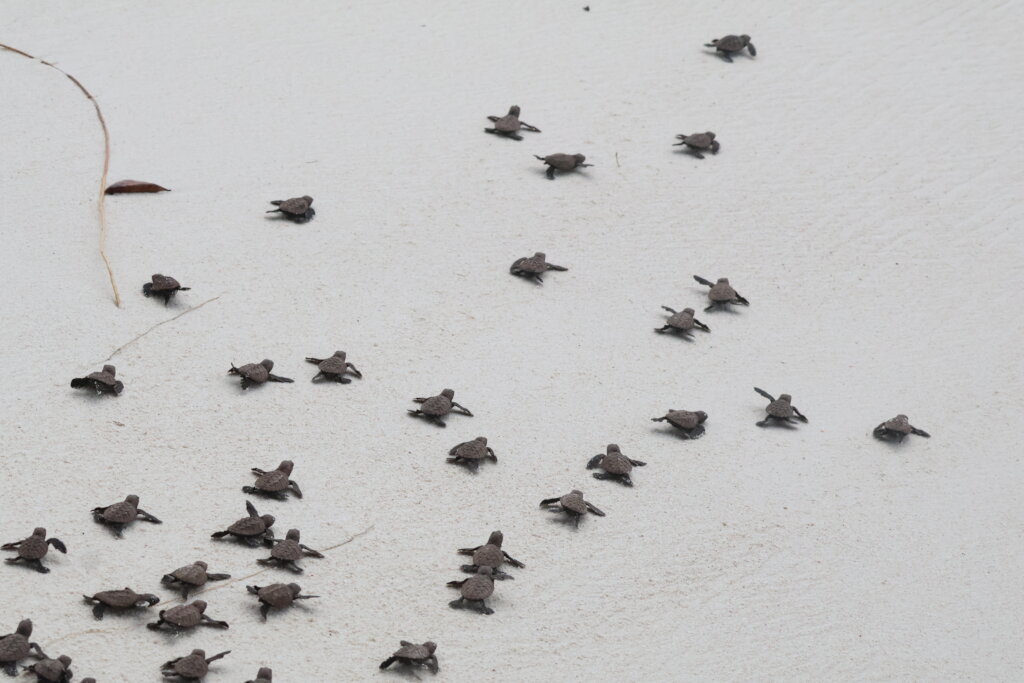 Protect Sea Turtles & Ecosystems in Seychelles