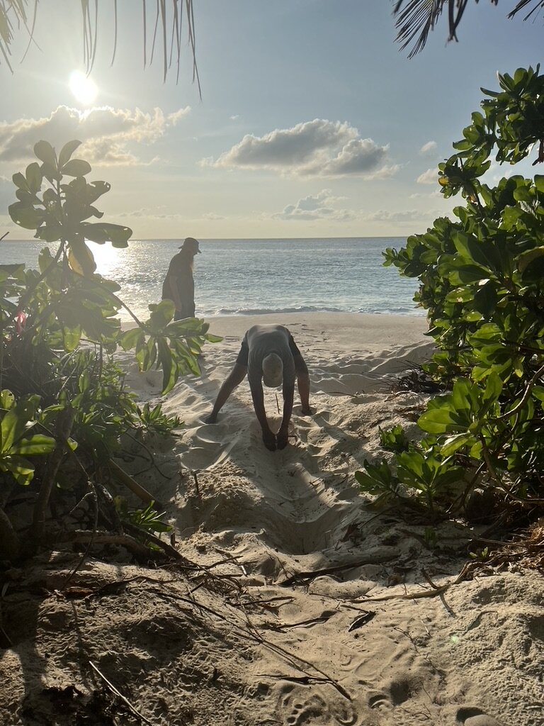 Protect Sea Turtles & Ecosystems in Seychelles