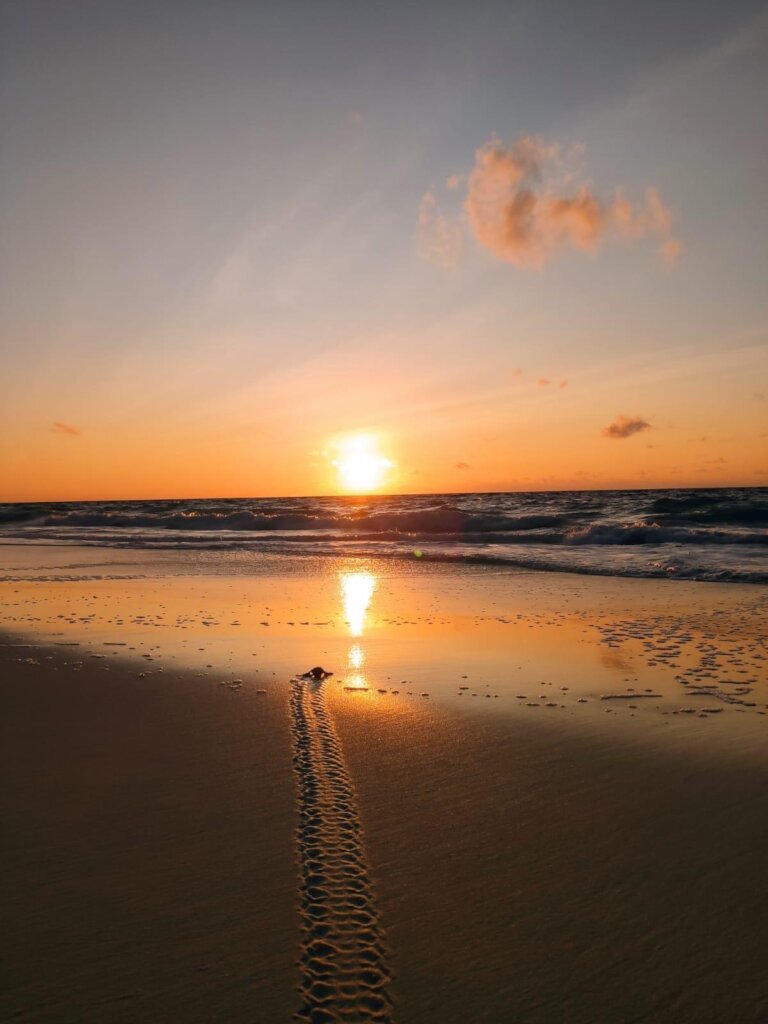 Protect Sea Turtles & Ecosystems in Seychelles