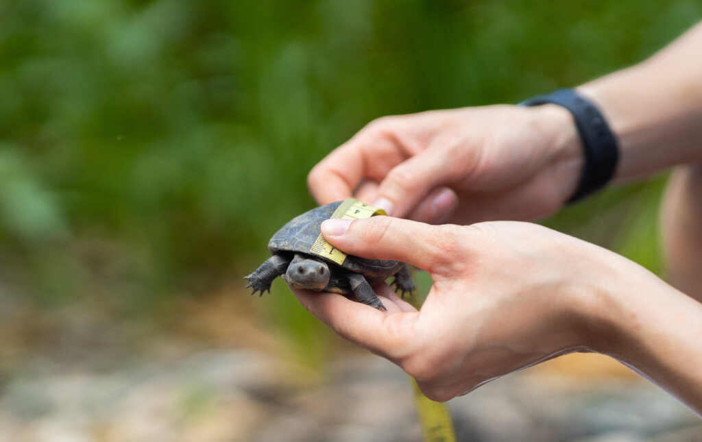Protect Sea Turtles & Ecosystems in Seychelles