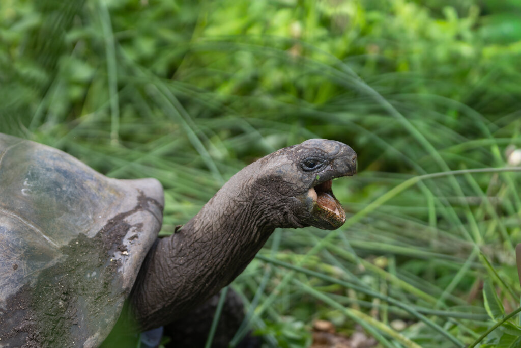 Protect Sea Turtles & Ecosystems in Seychelles