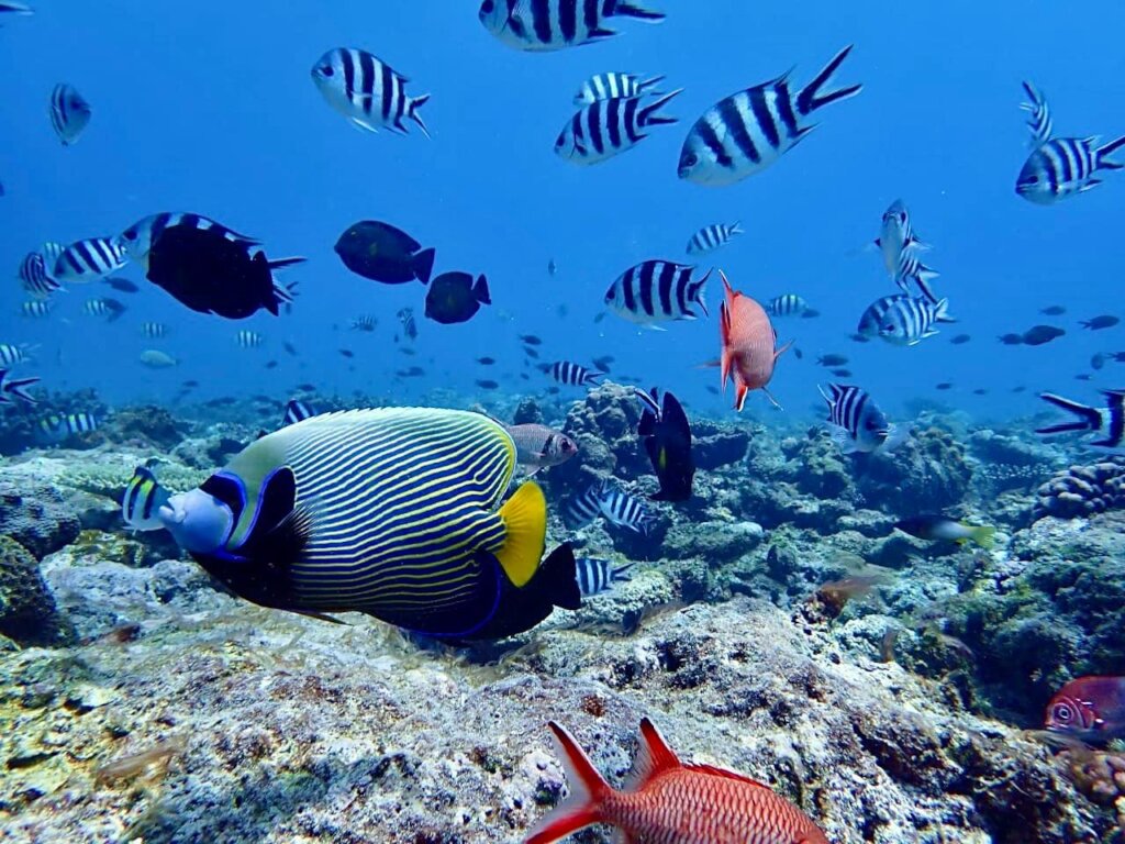 Protect Sea Turtles & Ecosystems in Seychelles