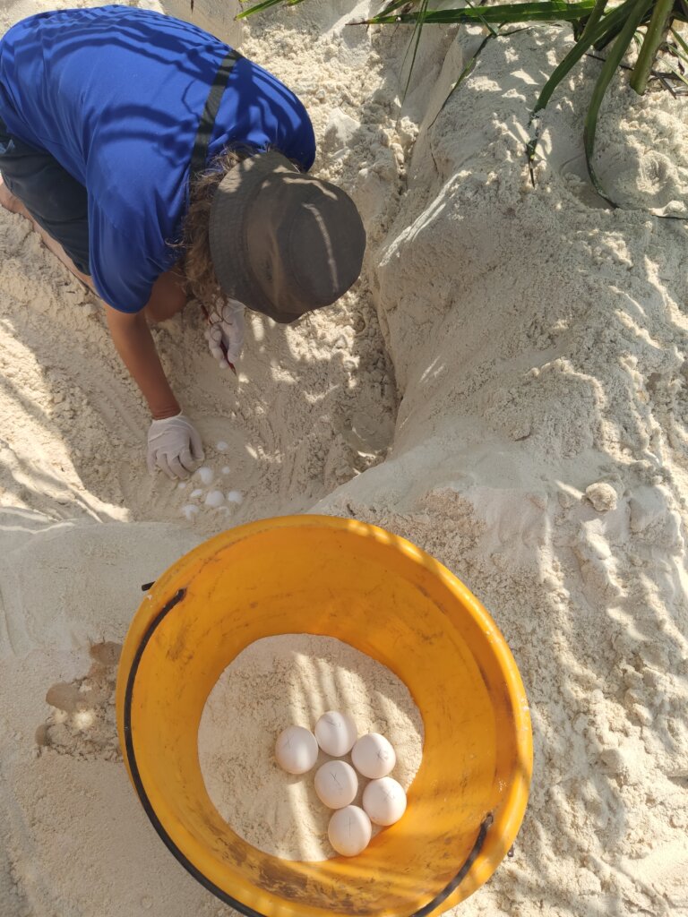 Protect Sea Turtles & Ecosystems in Seychelles