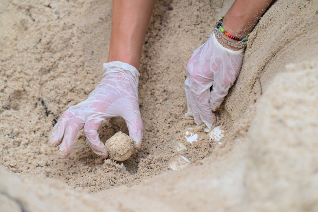 Protect Sea Turtles & Ecosystems in Seychelles