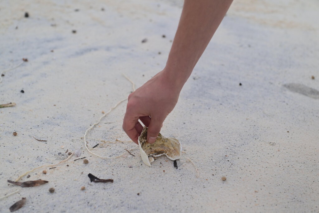 Protect Sea Turtles & Ecosystems in Seychelles