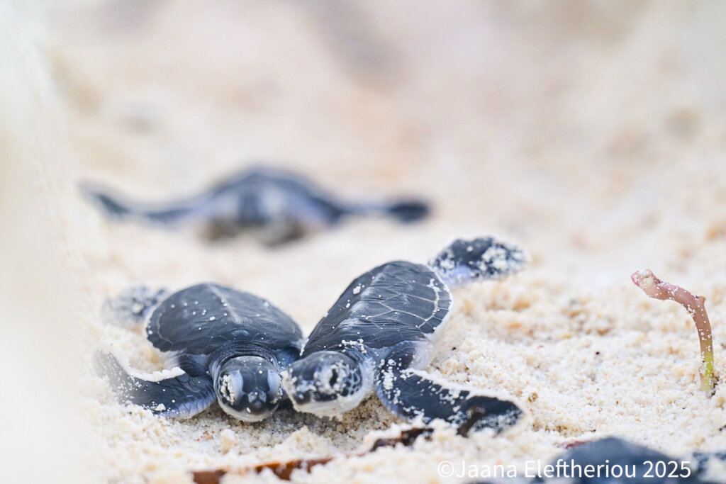 Protect Sea Turtles & Ecosystems in Seychelles