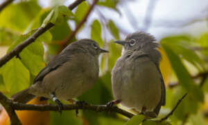Seychelles white-eyes
