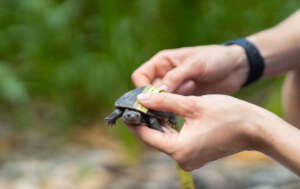 Seychelles black-mud terrapin