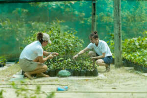 Endemic tree nursery