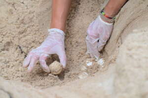 Sea turtle nest translocation