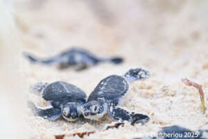 Green sea turtle hatching