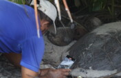 Protect Sea Turtles & Ecosystems in Seychelles