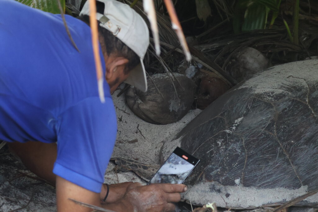 Protect Sea Turtles & Ecosystems in Seychelles