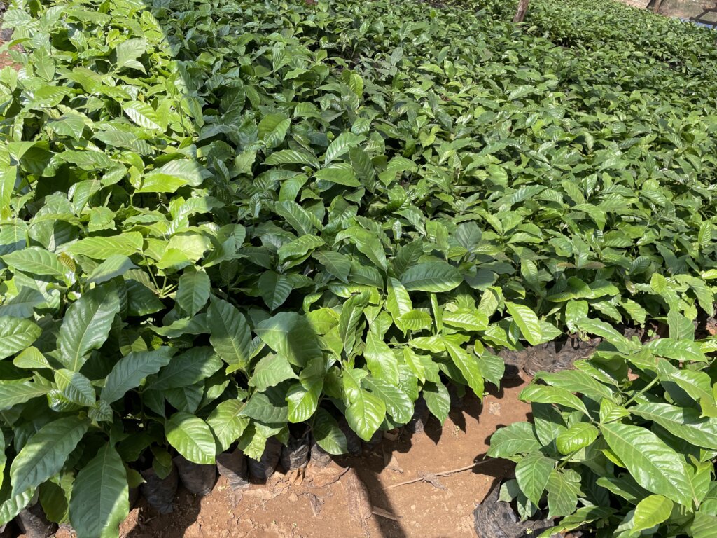 Tree Nurseries for Climate Resilience in Uganda