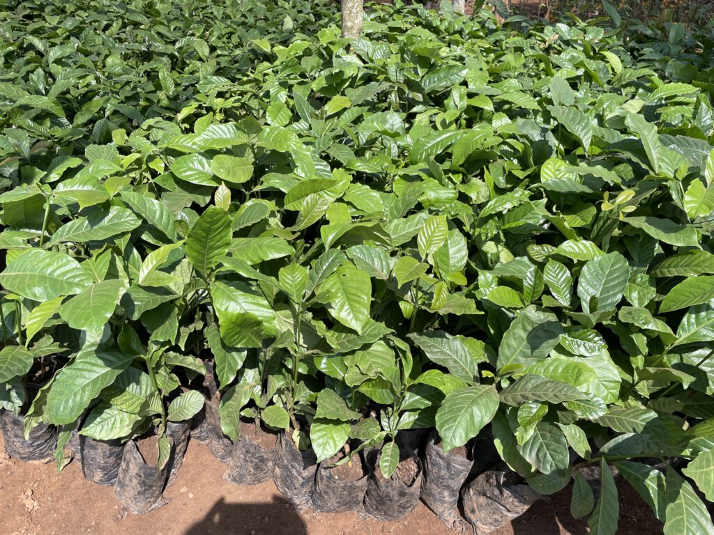 Tree Nurseries for Climate Resilience in Uganda