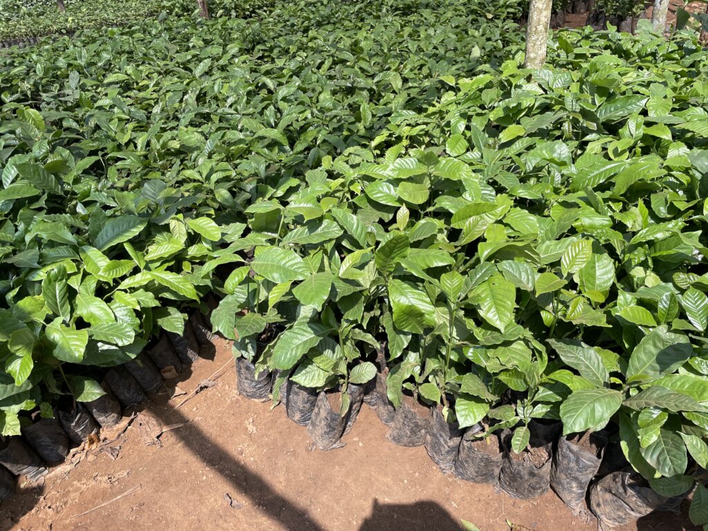 Tree Nurseries for Climate Resilience in Uganda