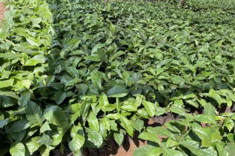 Tree Nurseries for Climate Resilience in Uganda