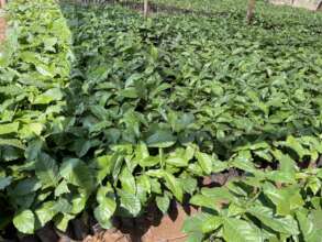 Tree Nurseries for Climate Resilience in Uganda