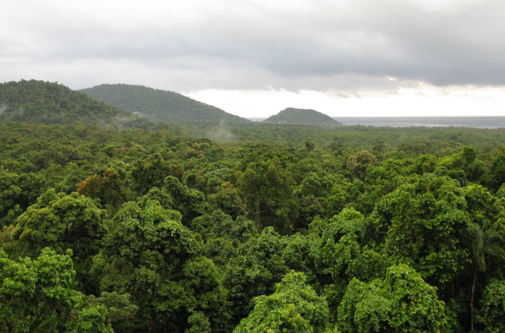 Protecting the Future of the World's Rainforests