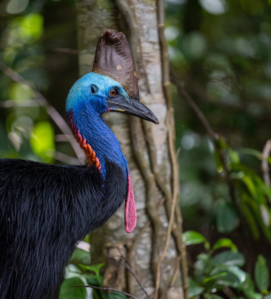 Protecting the Future of the World's Rainforests